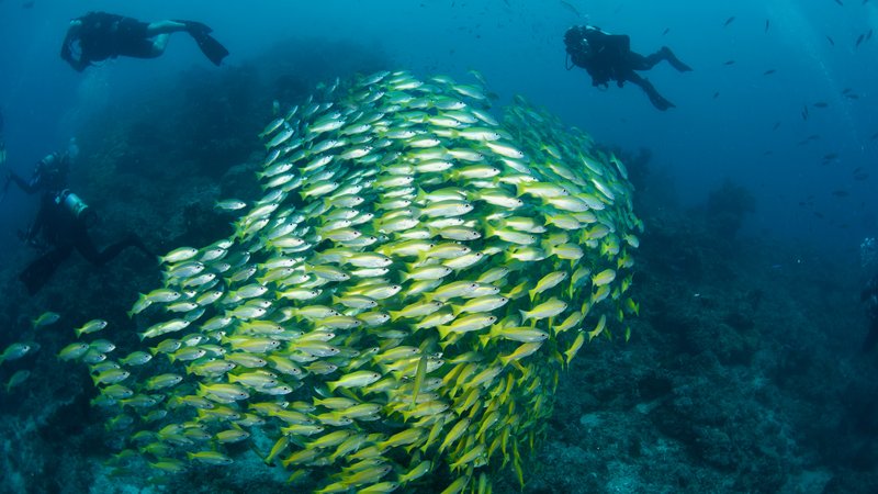 Scuba divers navigating a massive school of fish on the Great Barrier Reef